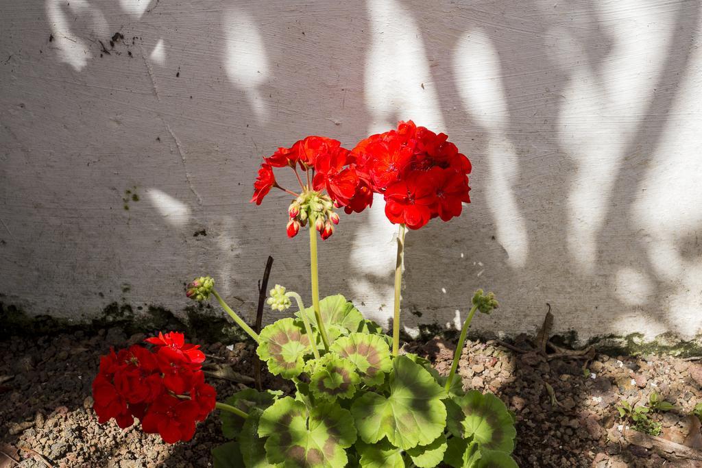 Family House Garden Villa Ponta Delgada  Bilik gambar
